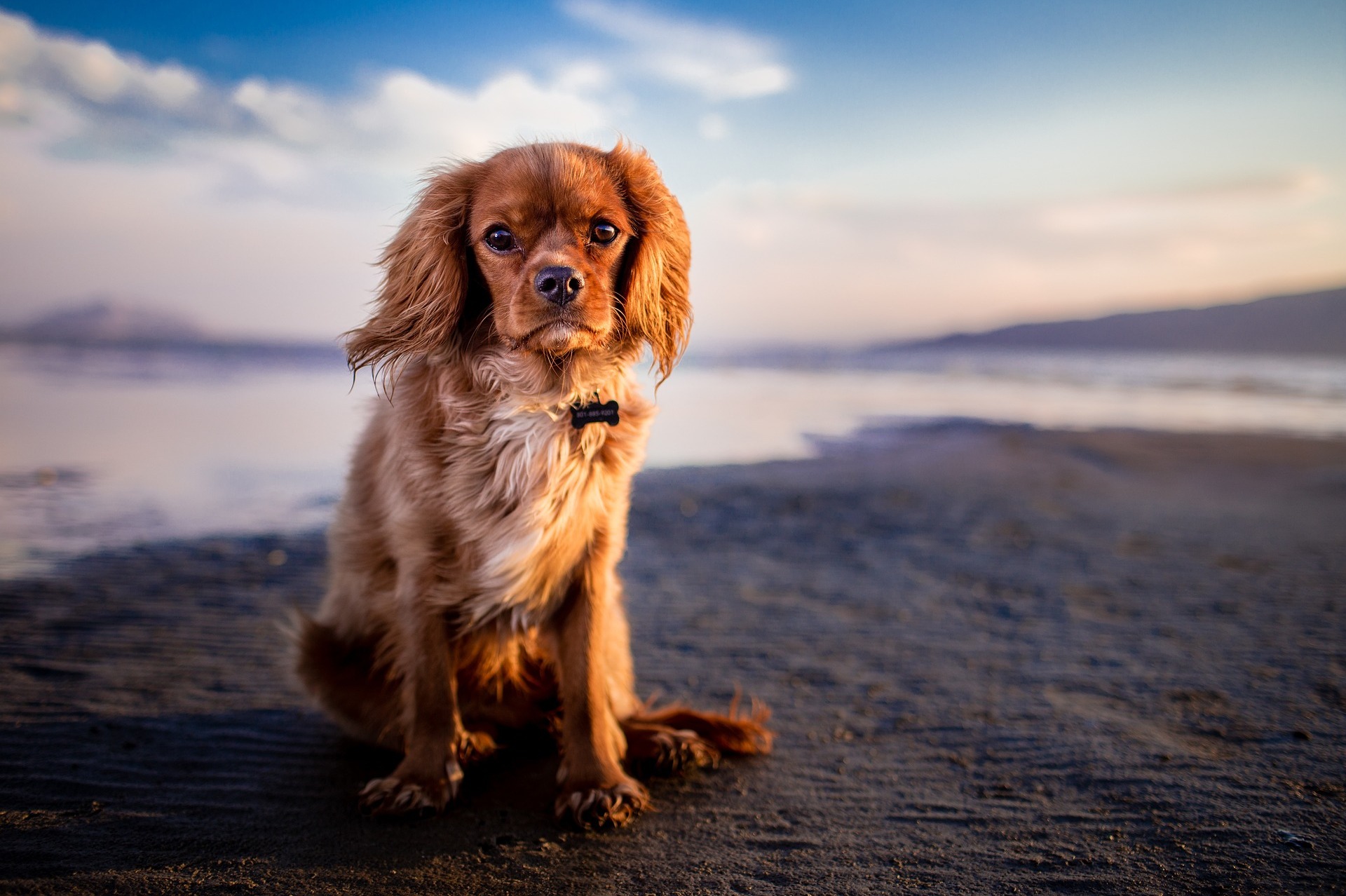 Kleiner Hund im Wind der Ostseeküste Travemünde
